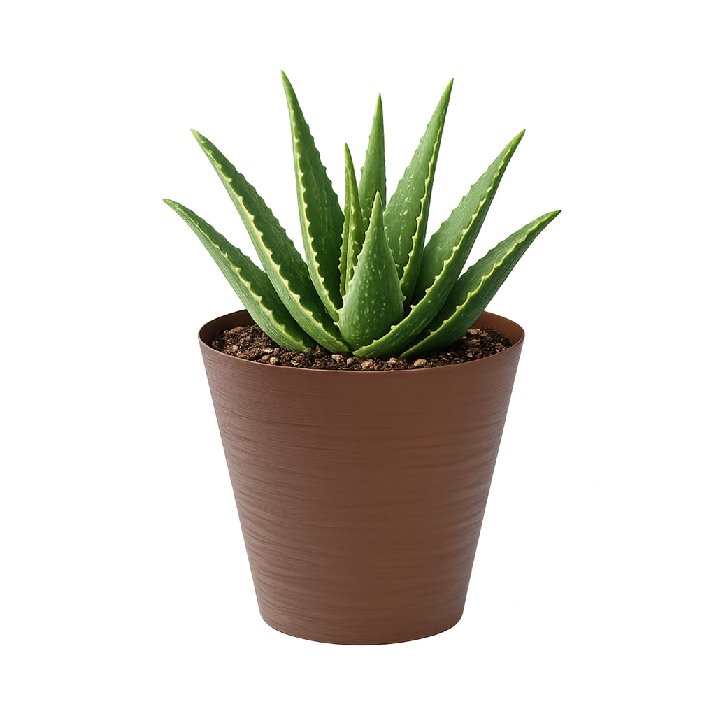 Respect Brown 25cm Terracotta Repot Self Watering Planter – medium terracotta-style self watering repot pot for indoor plants.