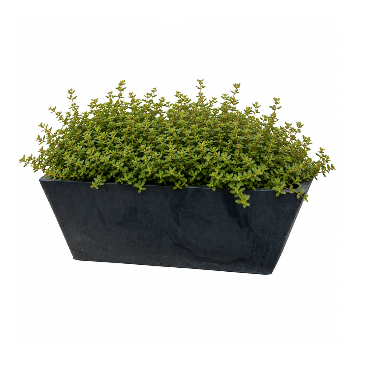 Respect Charcoal 25cm Green Earth Trough Planter – eco-friendly charcoal recycled plastic trough planter for herbs and flowers.