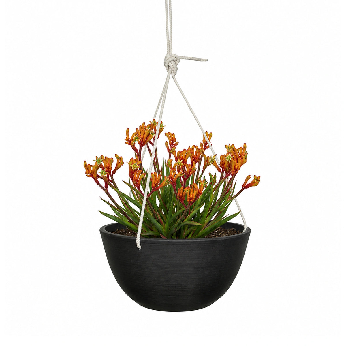 Respect Charcoal 31cm Green Earth Hanging Planter – lightweight recycled plastic hanging basket for outdoor plants and flowers.