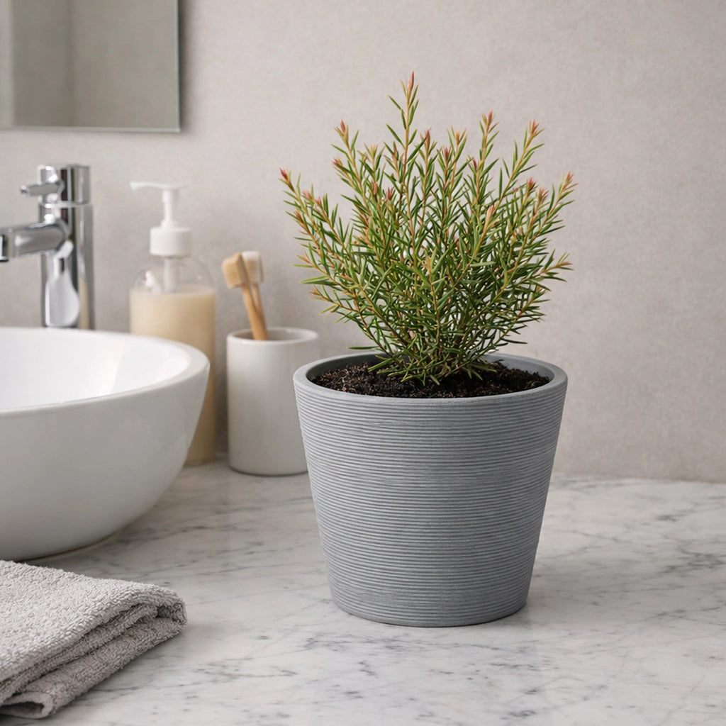 Respect Grey 15cm Green Earth Full Rim Planter – small eco-friendly grey recycled plastic pot for indoor plants and succulents.
