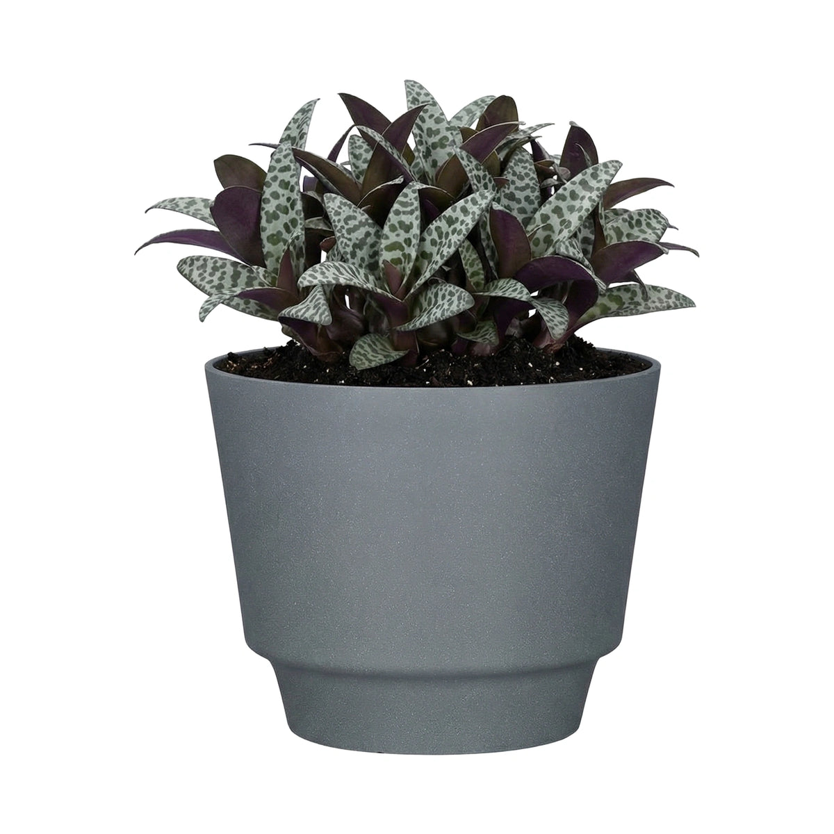 Respect Grey 20cm Round Calais Stone Look Self Watering Pot – grey stone-effect self watering pot for indoor plants