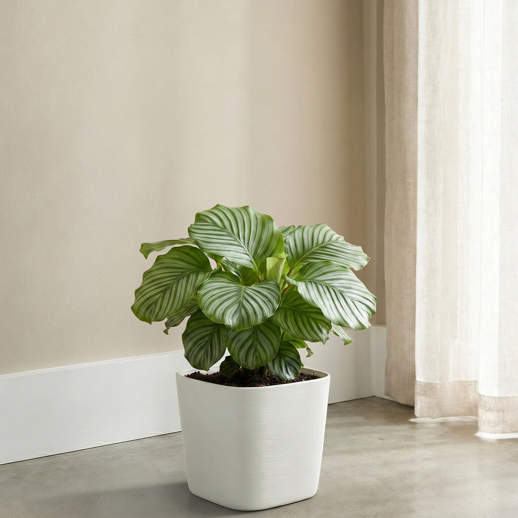 Respect White 19cm Florence Self Watering Pot – compact self watering pot for indoor herbs and flowering plants.