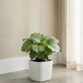 Respect White 19cm Florence Self Watering Pot – compact self watering pot for indoor herbs and flowering plants.