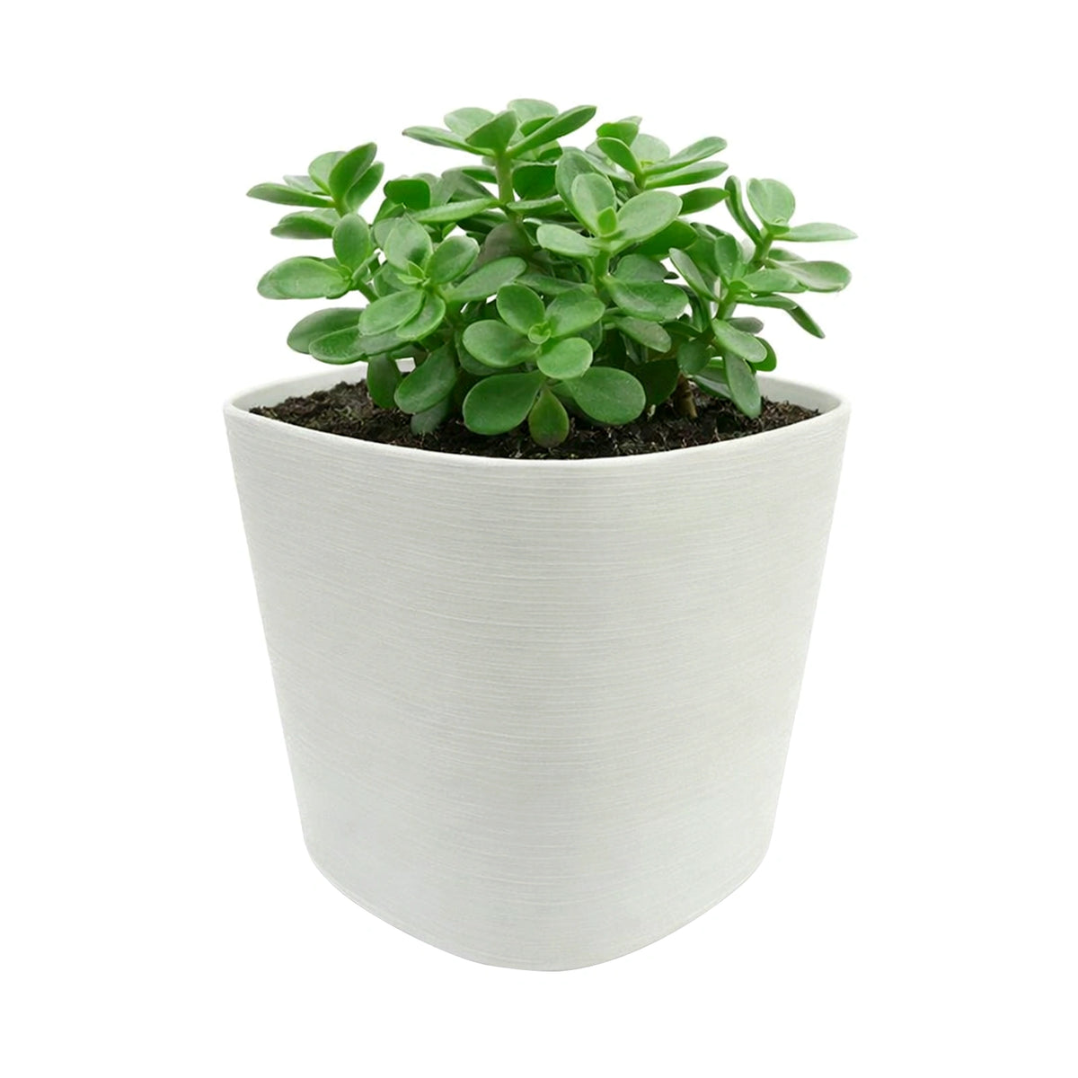 Respect White 19cm Florence Self Watering Pot – compact self watering pot for indoor herbs and flowering plants.