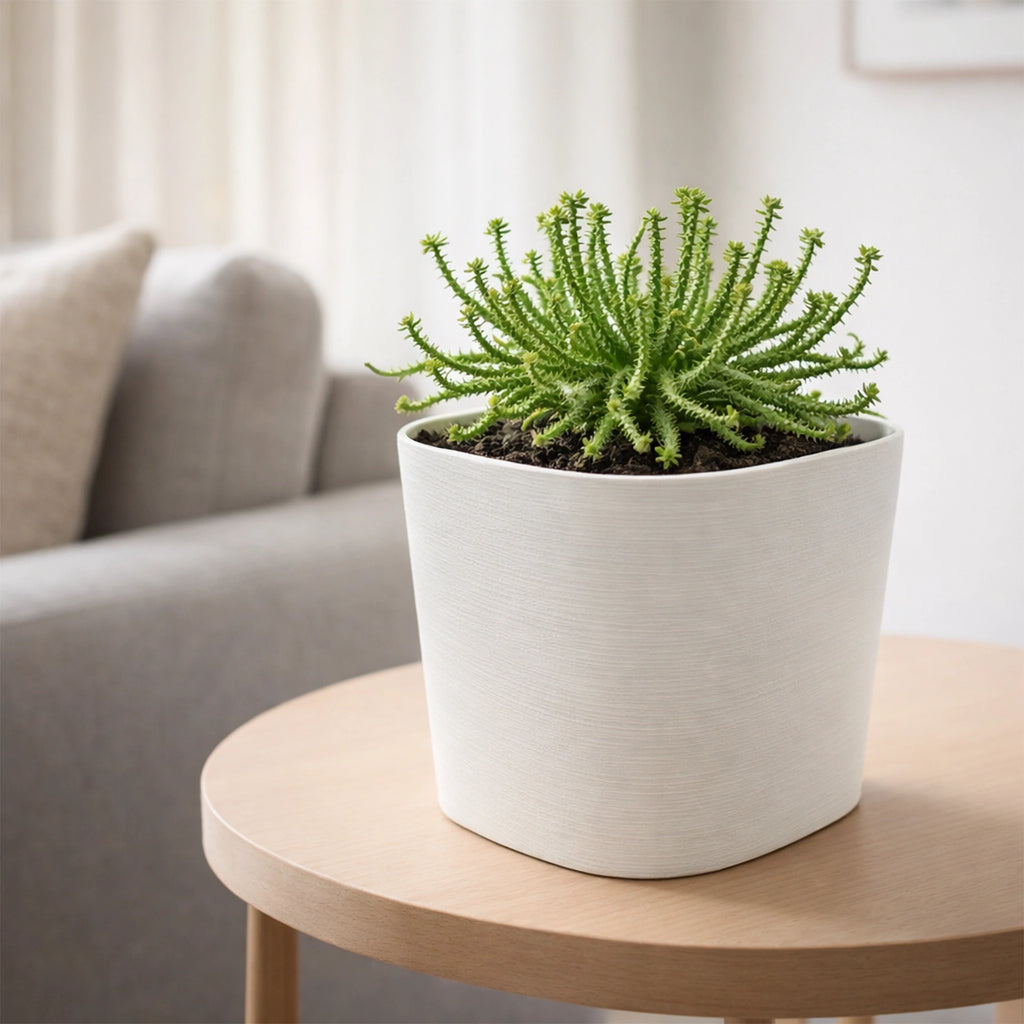 Respect White 19cm Florence Self Watering Pot – compact self watering pot for indoor herbs and flowering plants.