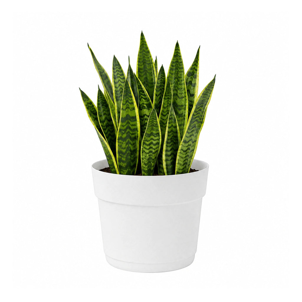 Respect White 24cm Cloud Bloom Self Watering Pot – modern cloud white self watering pot for indoor plants and succulents.
