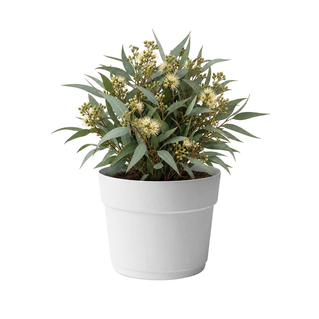 Respect White 29cm Cloud Bloom Self Watering Pot – medium cloud white self watering planter for indoor and balcony plants.