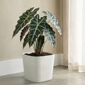 Respect White 29cm Florence Self Watering Pot – large white self watering planter for indoor and balcony gardens.