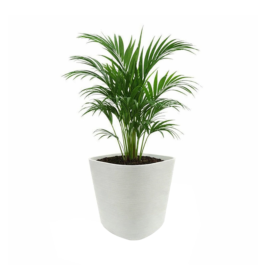 Respect White 29cm Florence Self Watering Pot – large white self watering planter for indoor and balcony gardens.